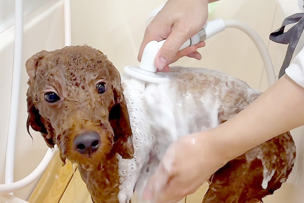 炭酸入り極泡シャンプーイメージ