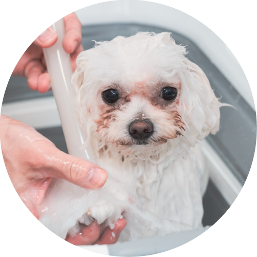 犬をシャンプーしている写真