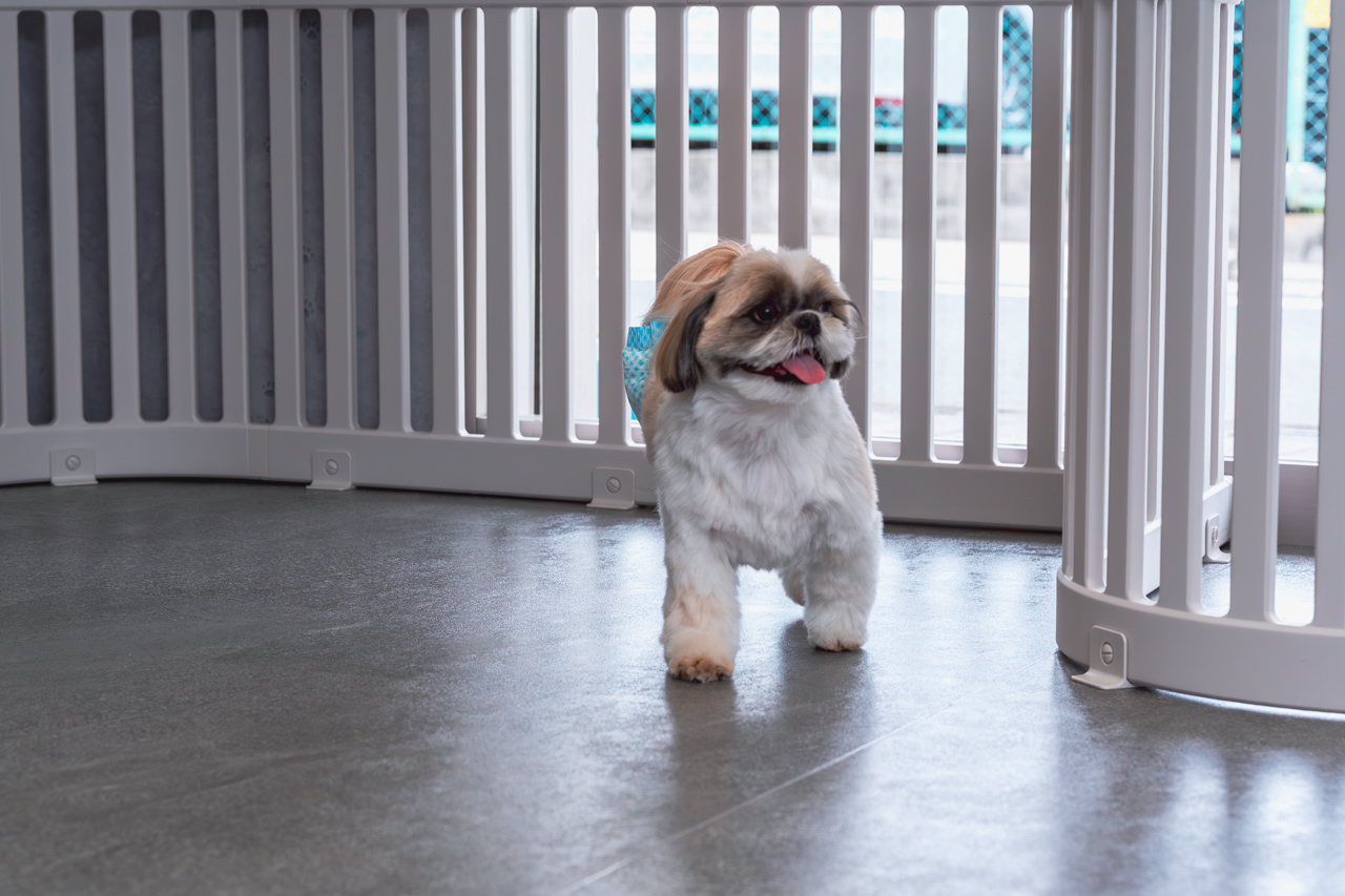 ドッグランを歩く犬の写真