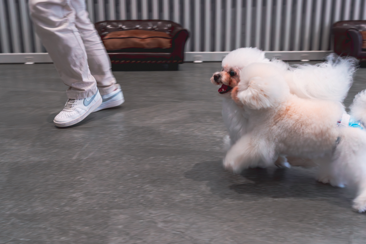 ルセラのドッグランで　走る犬達の写真