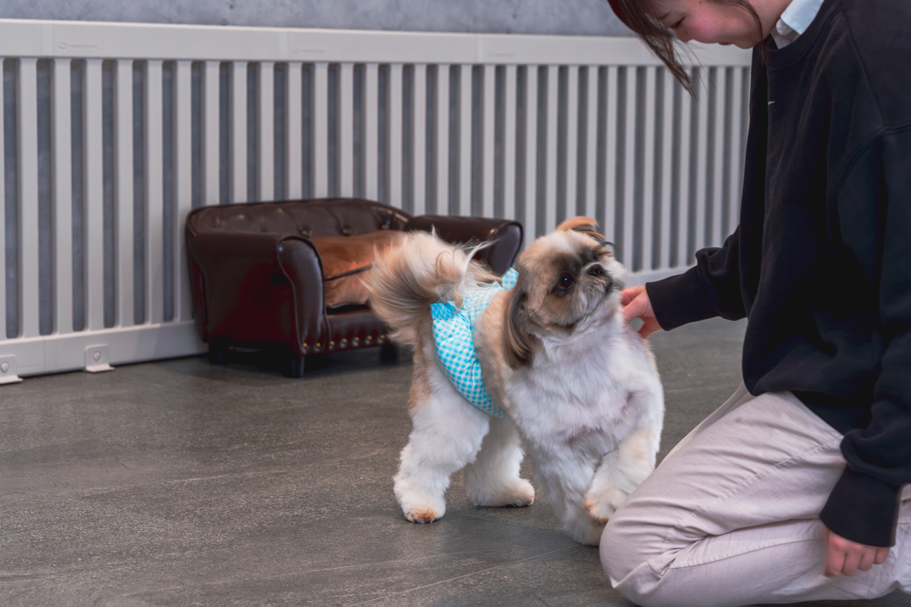 ルセラのドッグランで遊ぶ犬と飼い主の写真