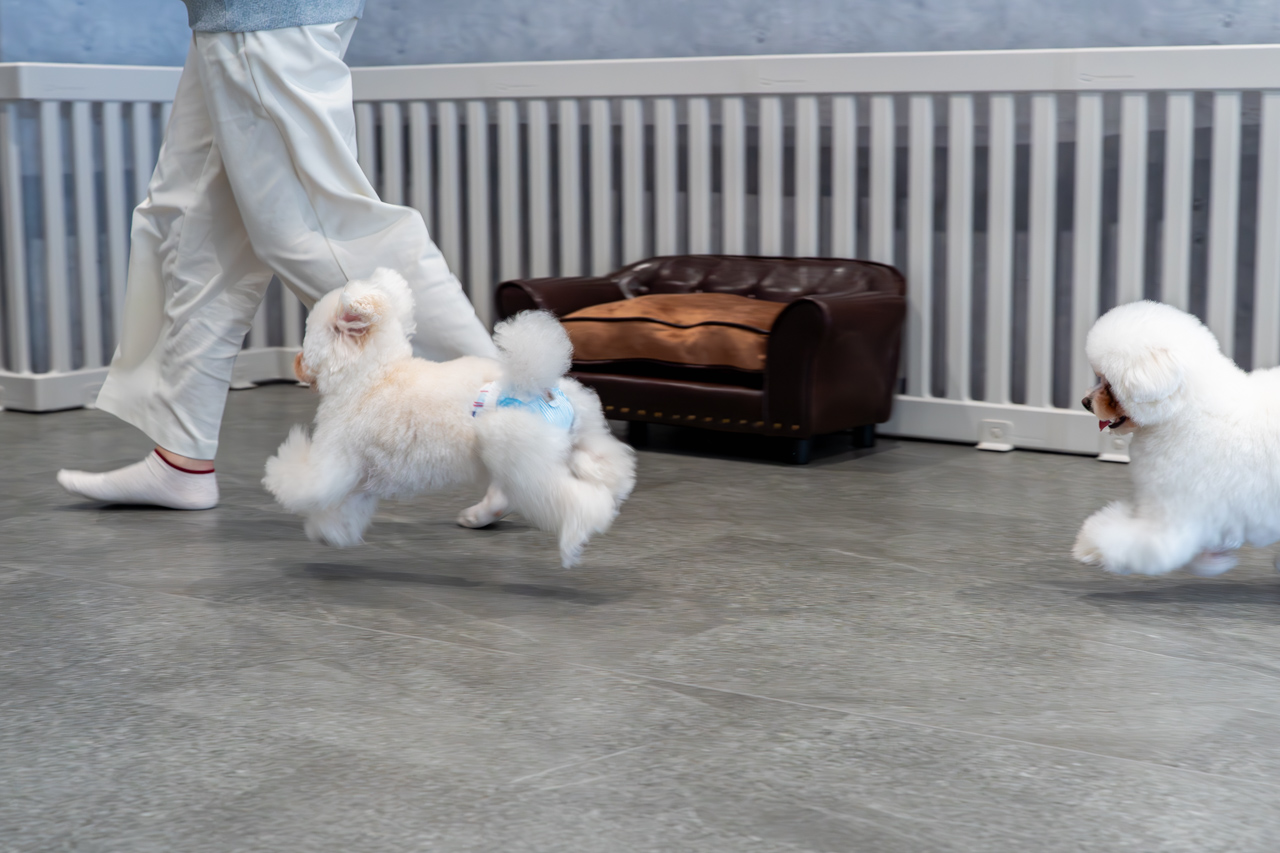 ルセラのドッグランで　走る犬達の写真