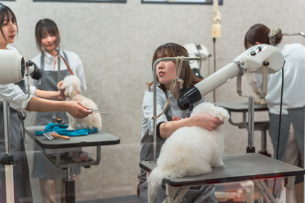 ルセラのトリミング風景写真