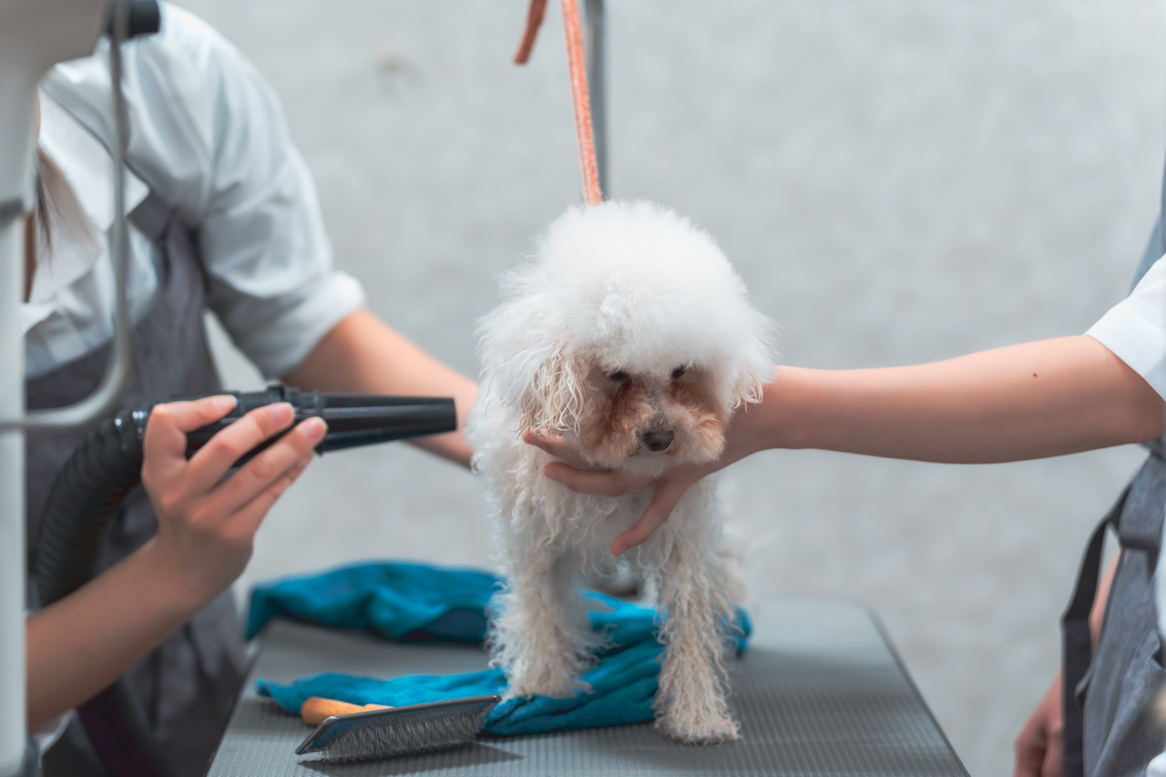 犬にドライヤーしている写真