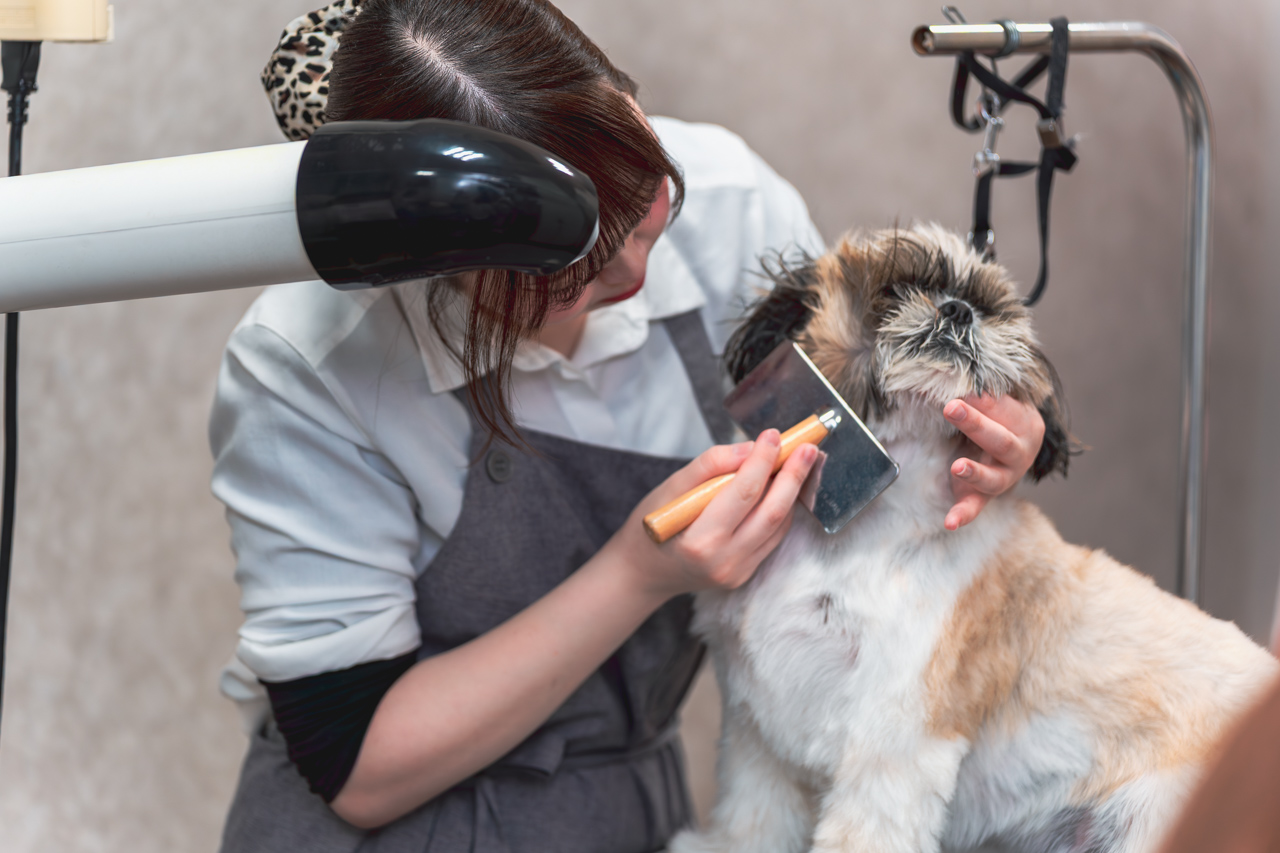 犬をブラッシングしている写真