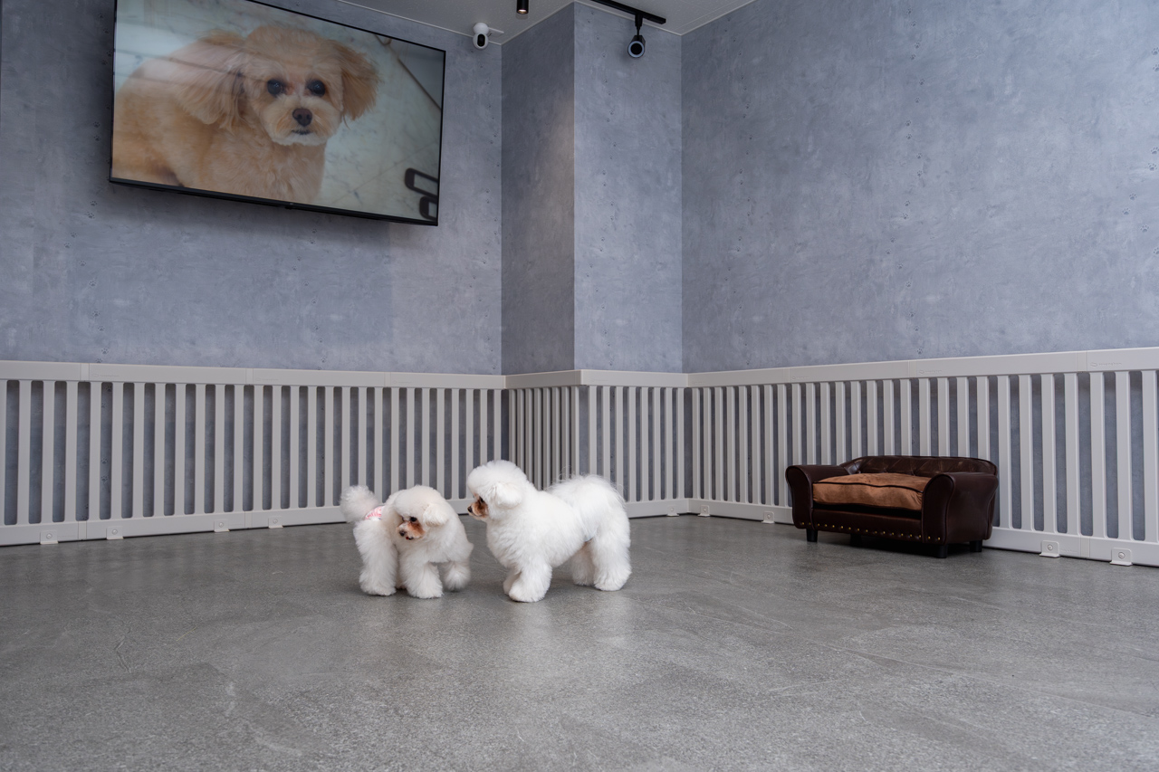 ルセラのドッグランで遊ぶ犬達の写真