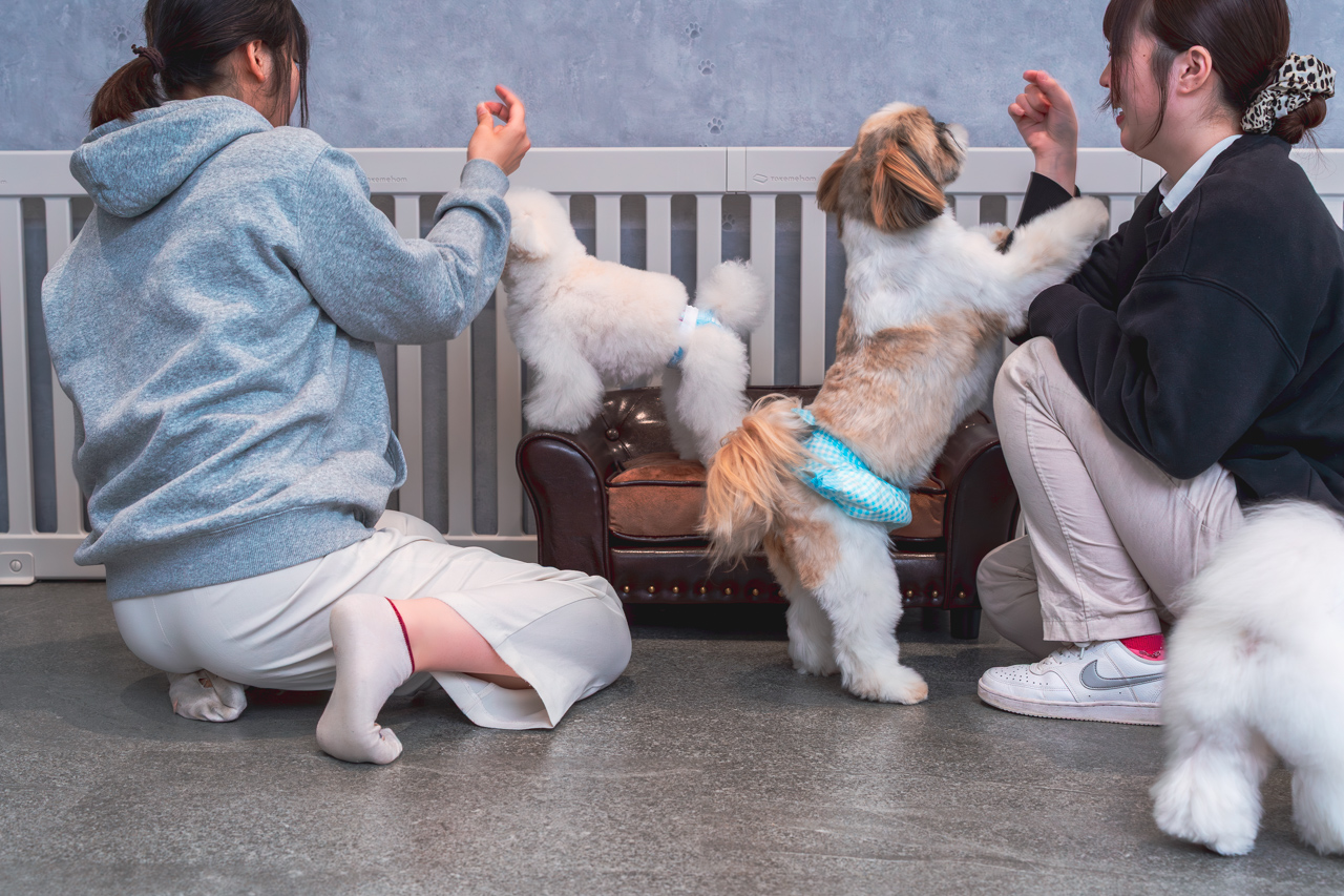 ルセラのドッグランで遊ぶ犬と飼い主の写真