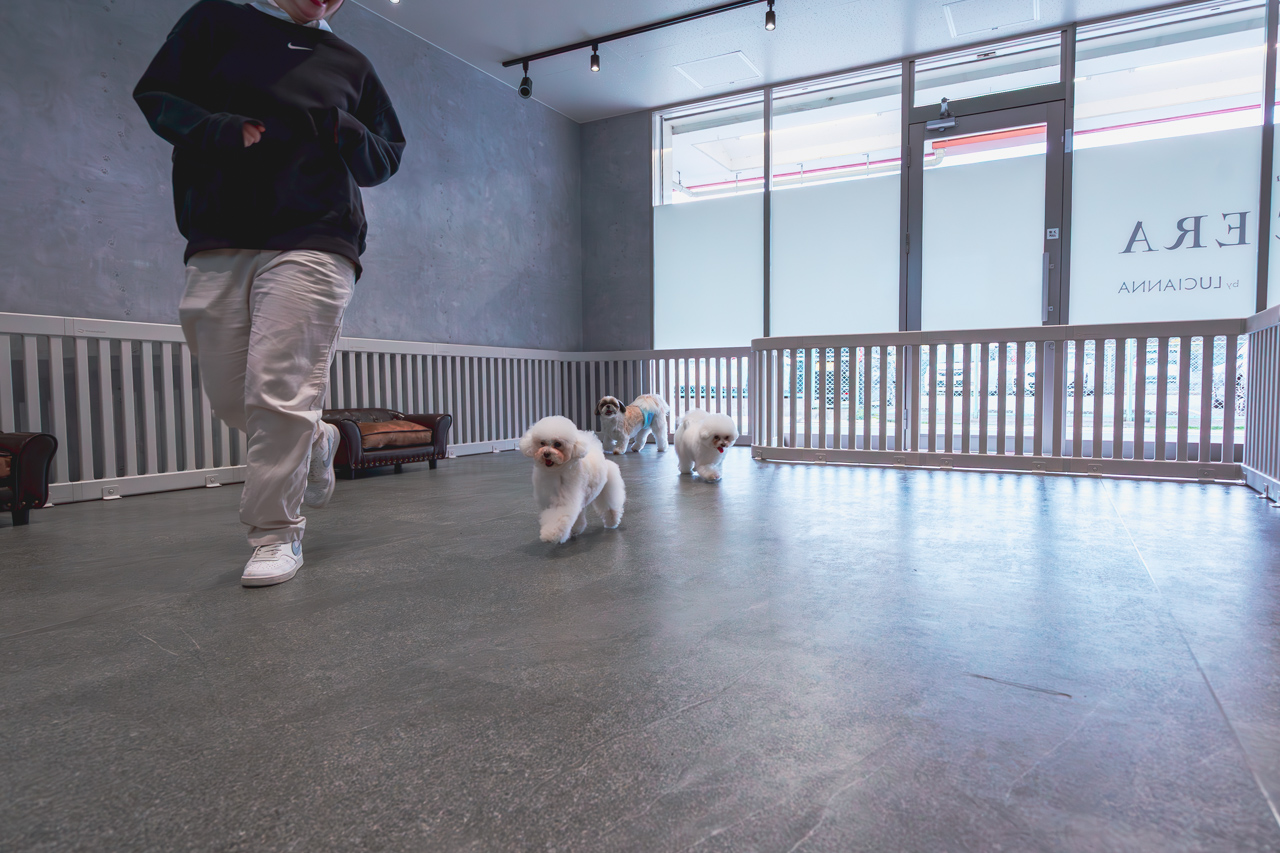 ルセラのドッグランで 走る犬達の写真