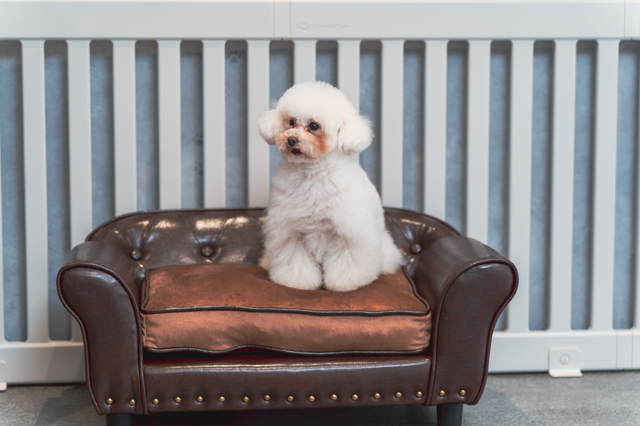 ルセラドッグランの犬用ソファに座っている犬の写真