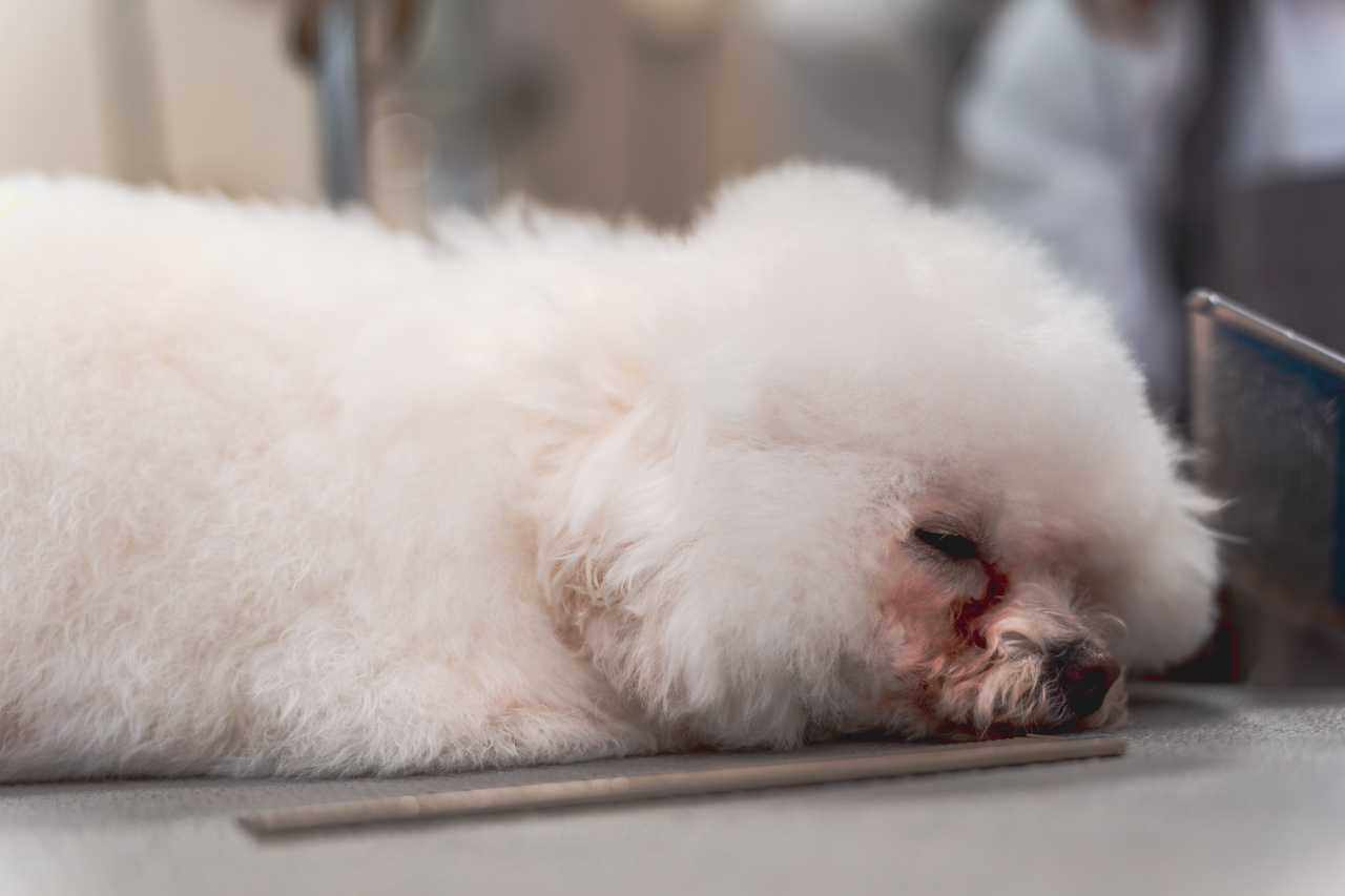 犬が休んでいる写真