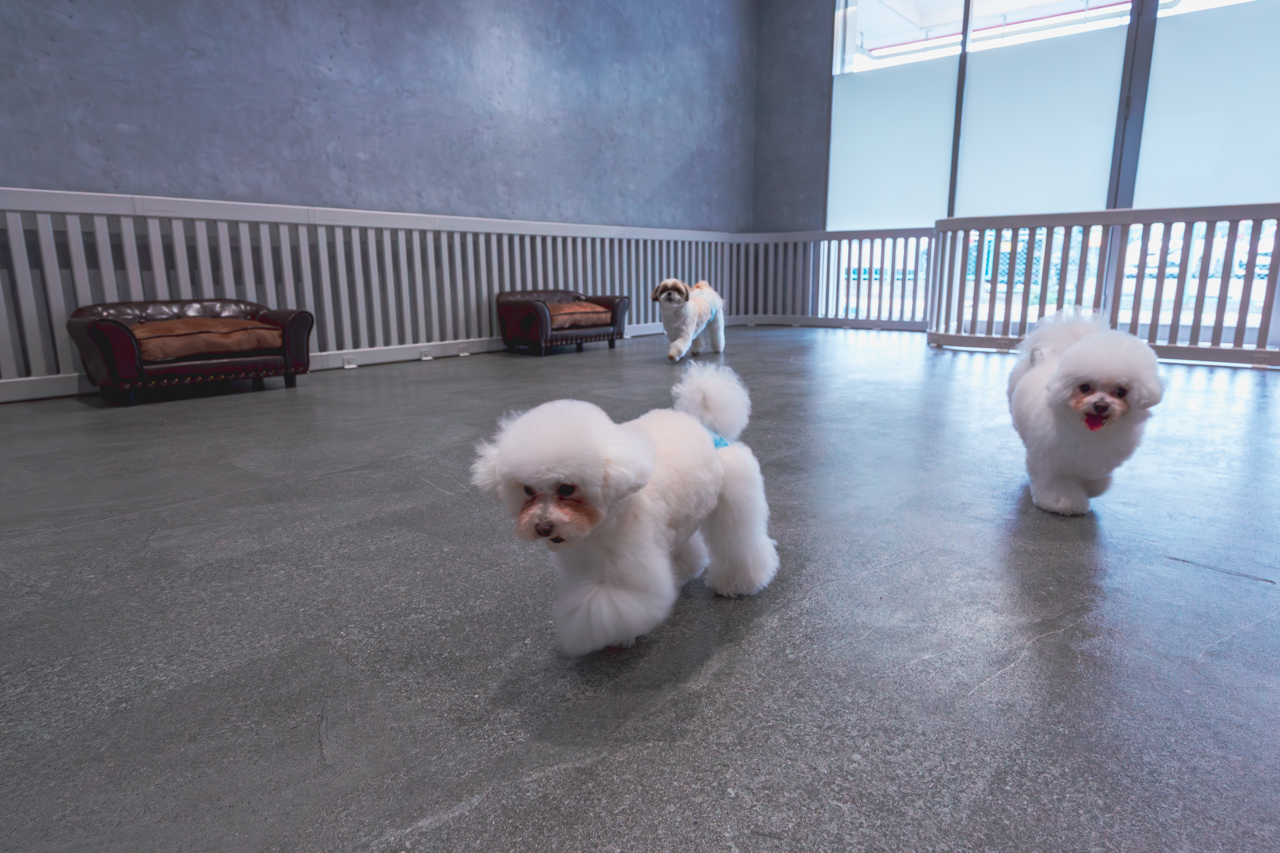ルセラドッグランで遊ぶ犬達の写真