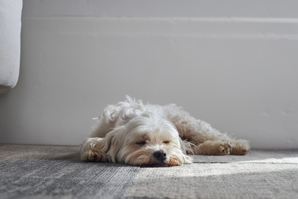 ペットホテルイメージ