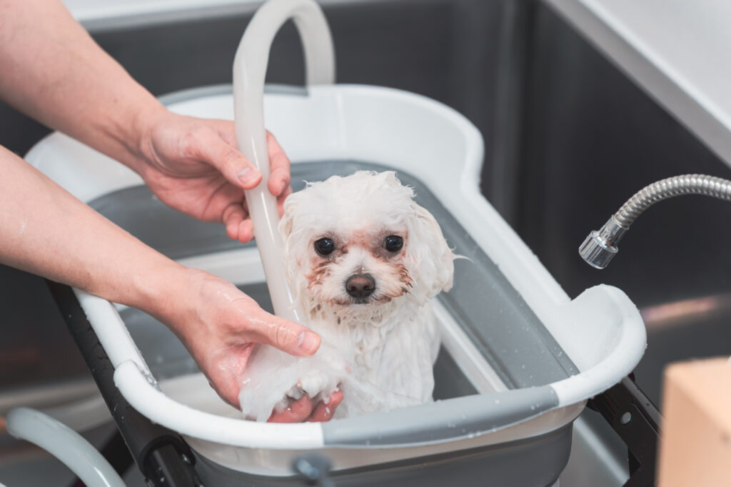 犬をシャンプーしている写真