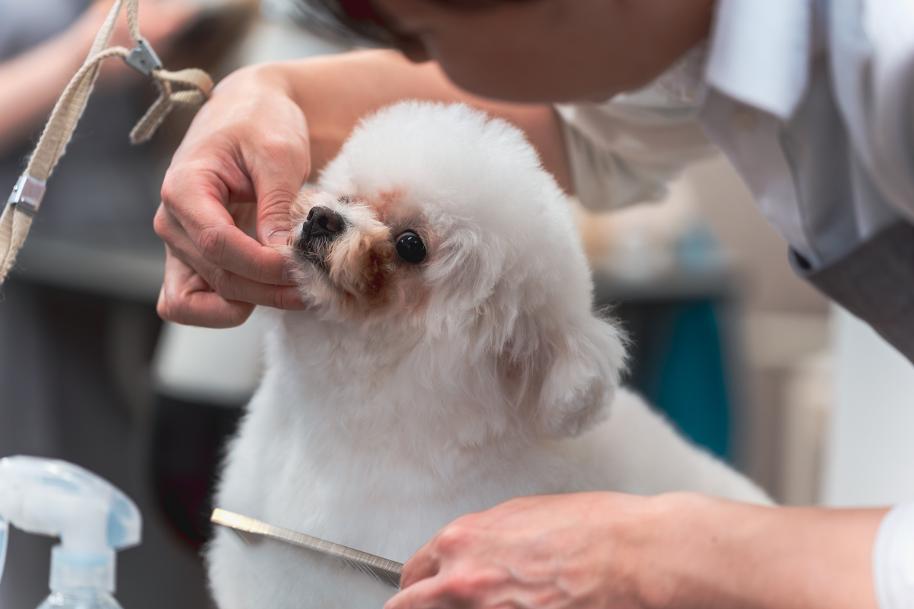 トリミングしている写真